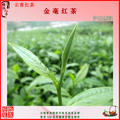 怡友金毫 品味云南滇紅中的特級珍品